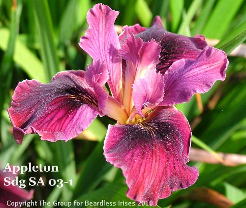 Appleton Sdg SA 03-1